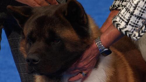 赛事转播权销售